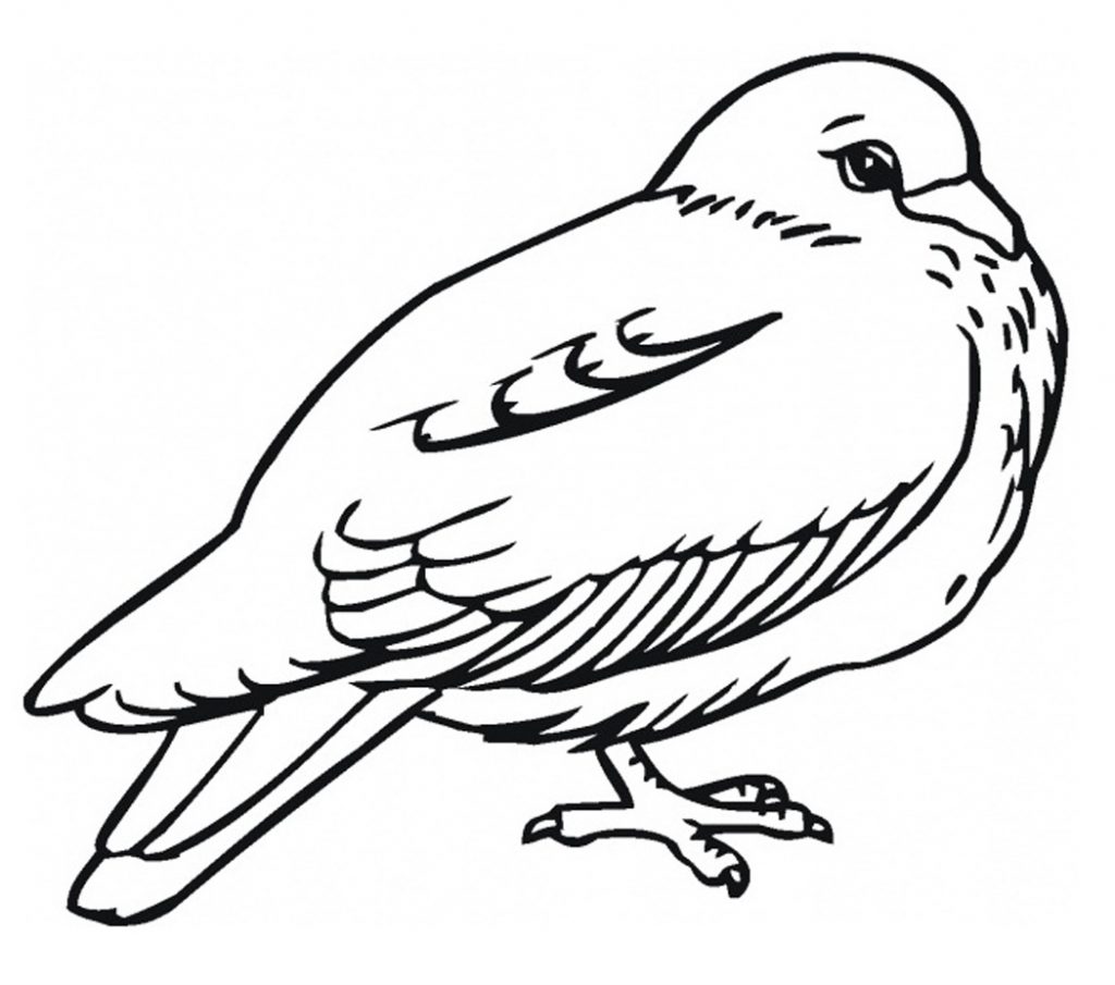 Pigeon Bird Coloring Pages 1024x905