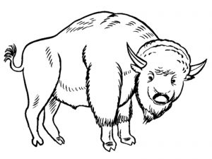 Free Printable Bison Coloring Pages For Kids