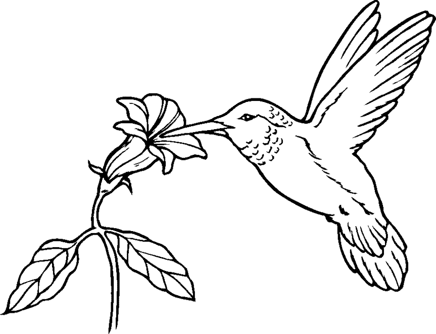 Hummingbird Drinking From Flower Coloring Page