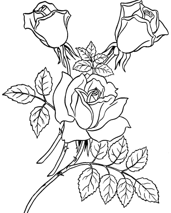 Three Roses Coloring Sheet