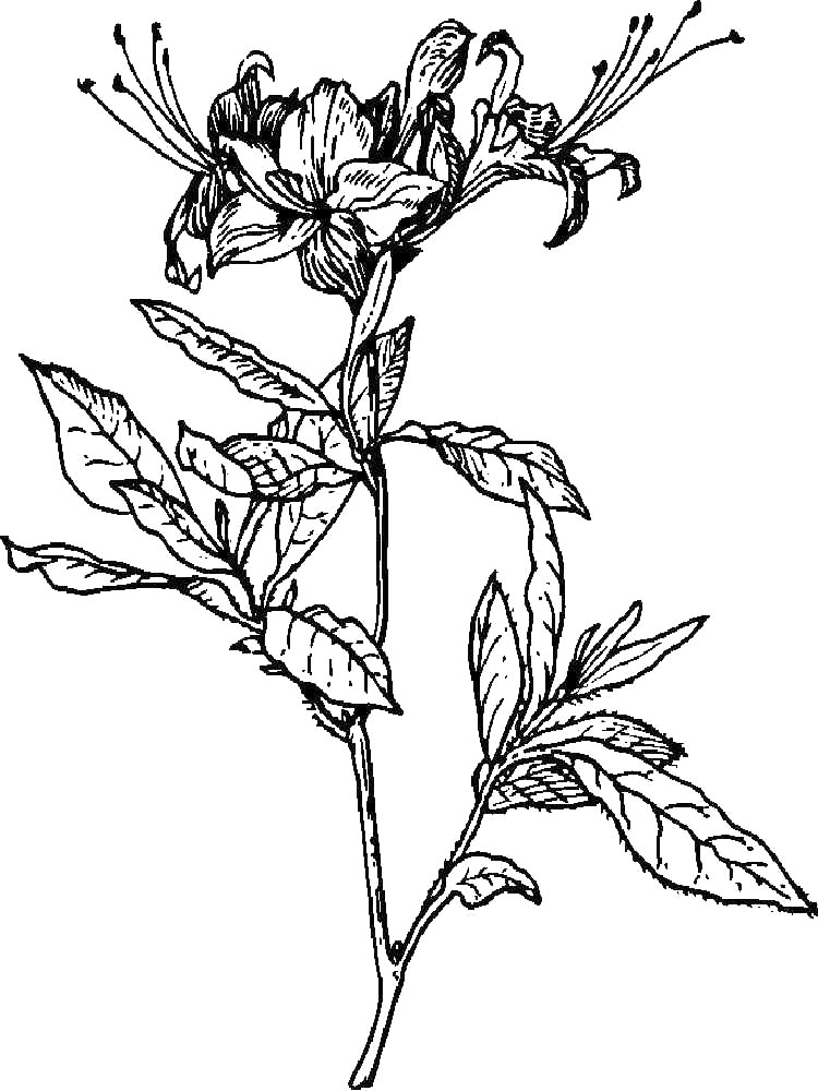 Tropical Flowers Coloring Page