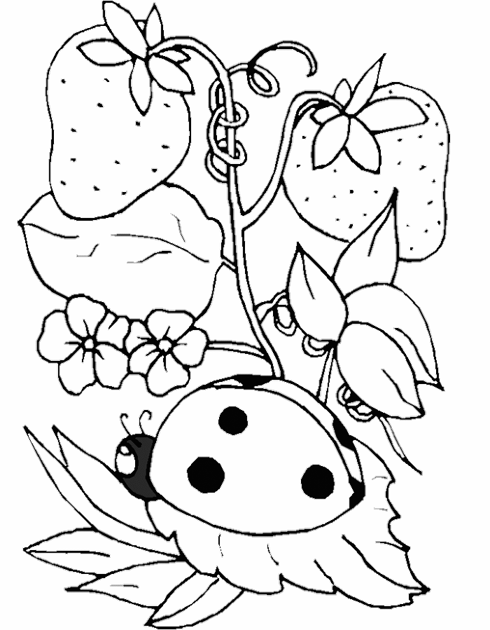 Strawberries And Ladybug Coloring Sheet