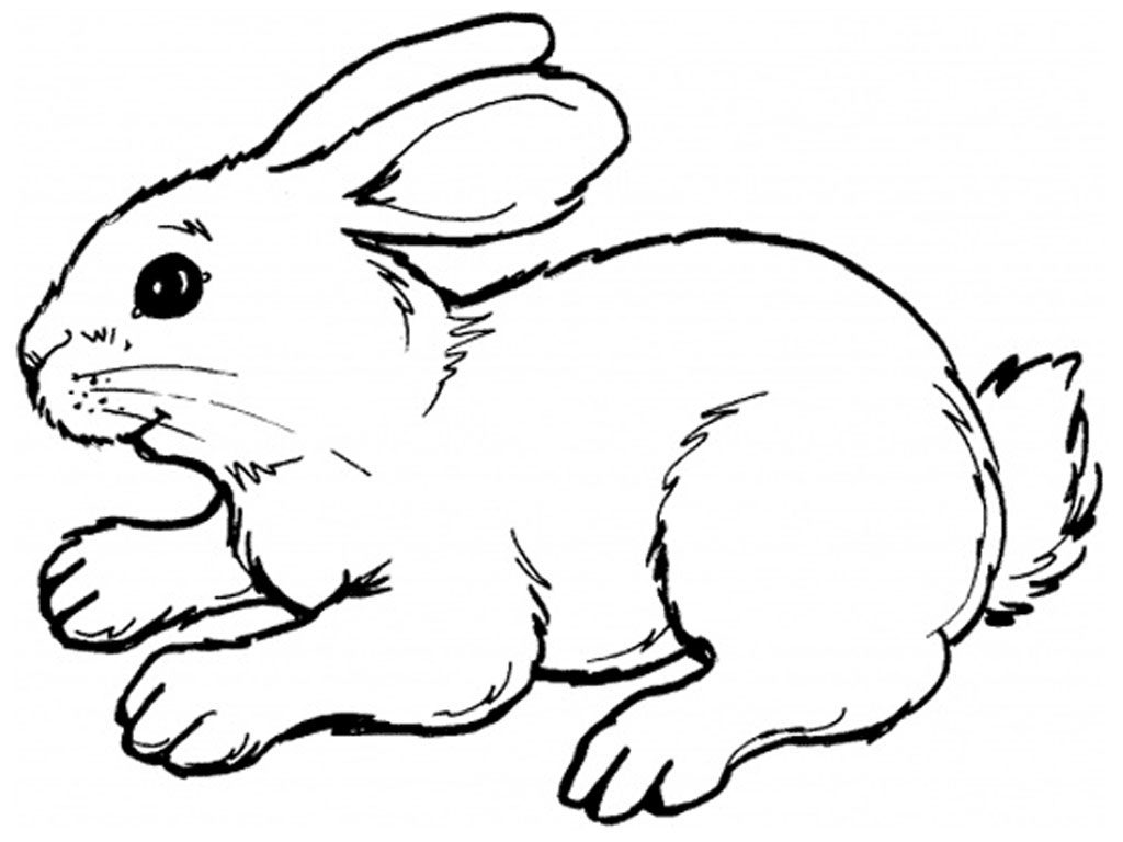 5500 Realistic Bunny Coloring Pages  HD