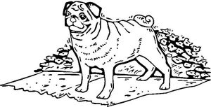 Pug Coloring Pages - Best Coloring Pages For Kids