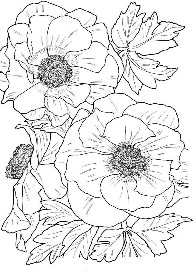 adult coloring book by number flower