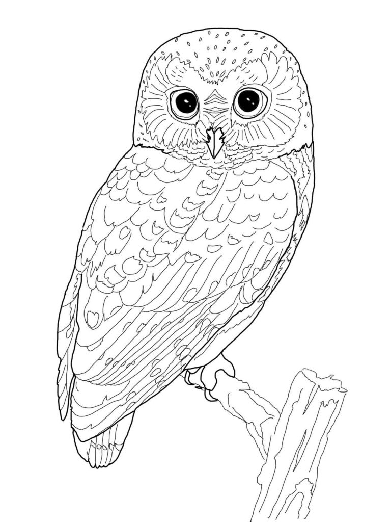 Download OWL Coloring Pages for Adults. Free Detailed Owl Coloring Pages