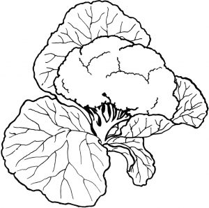 Vegetable Coloring Pages - Best Coloring Pages For Kids