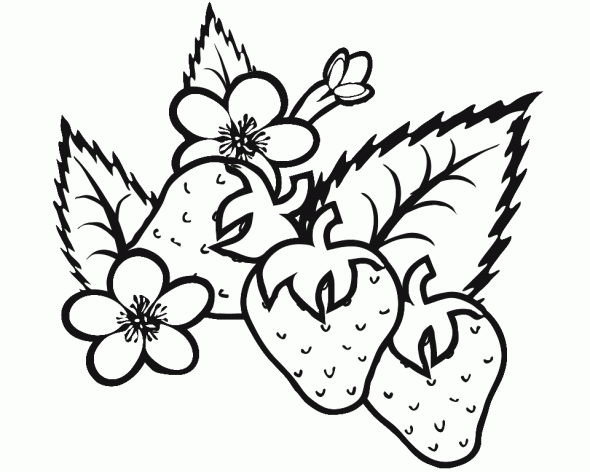 Download Strawberry Coloring Pages - Best Coloring Pages For Kids