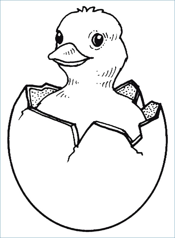 chick coloring page  best coloring pages for kids