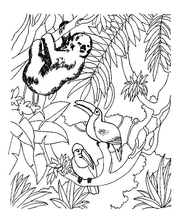 tropical rainforest animals coloring pages