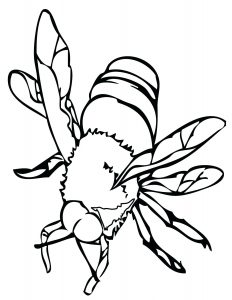 Insect Coloring Pages - Best Coloring Pages For Kids