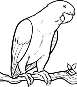 Jungle Coloring Pages - Best Coloring Pages For Kids