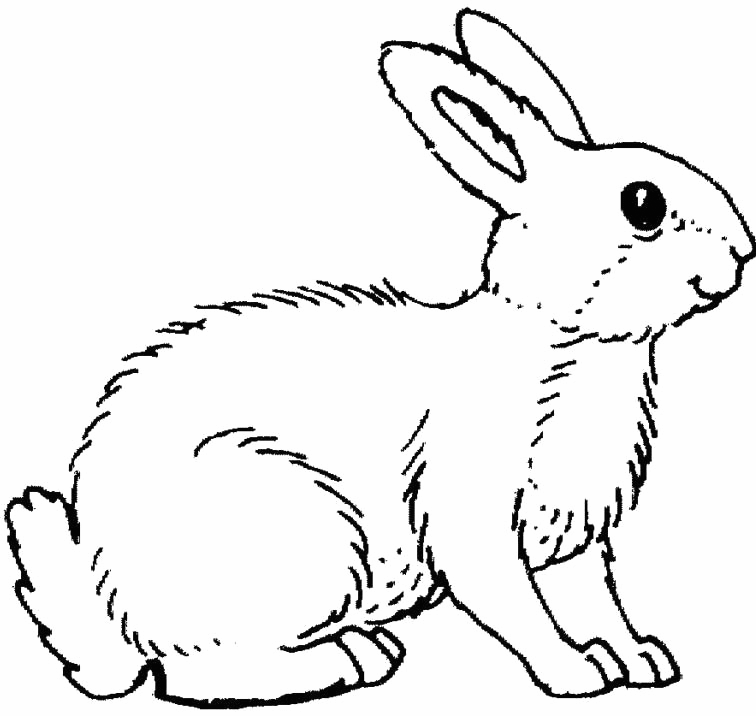 Rabbit Animal Coloring Page