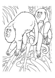 Jungle Coloring Pages - Best Coloring Pages For Kids