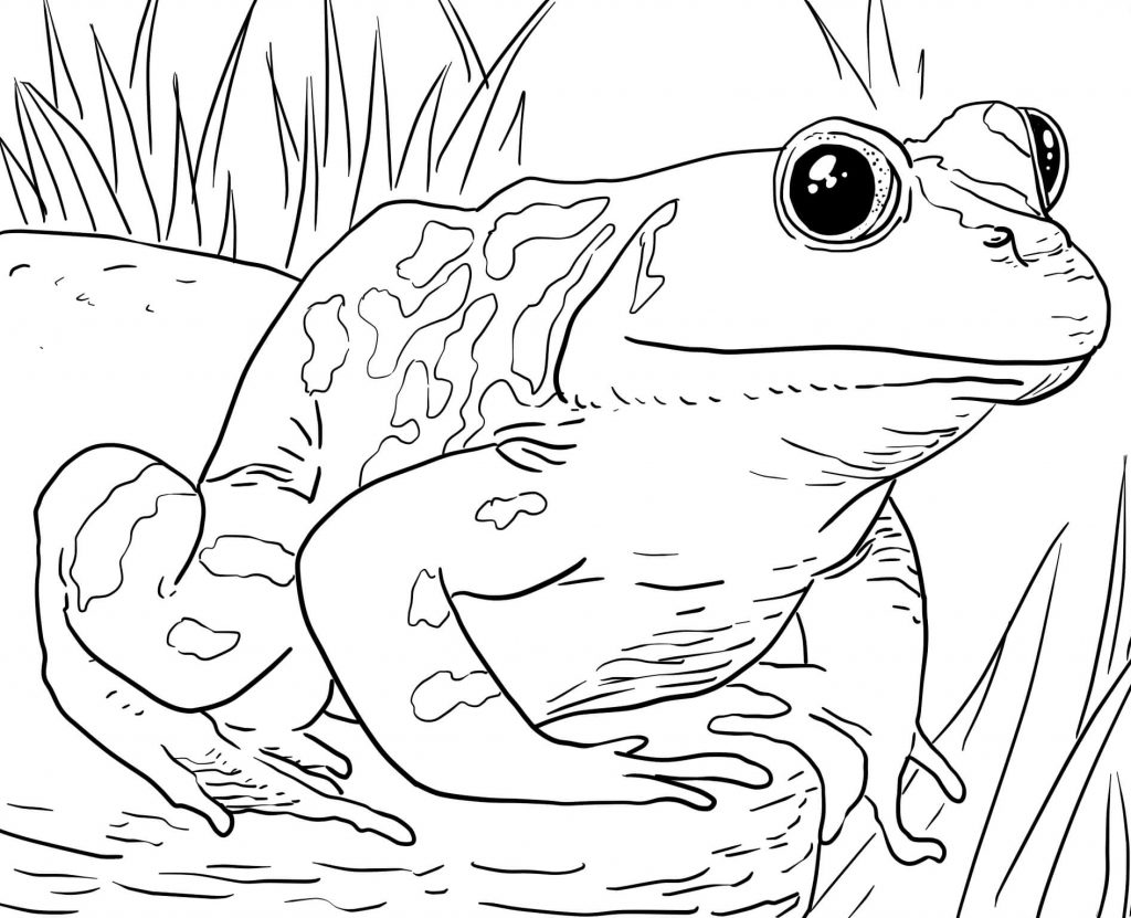 Download 136+ Realistic Animals Coloring Pages PNG PDF File - Free
