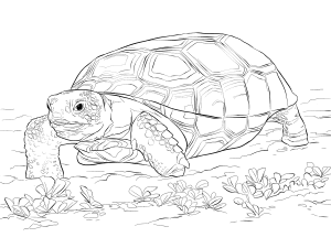 Zoo Animals Coloring Pages - Best Coloring Pages For Kids