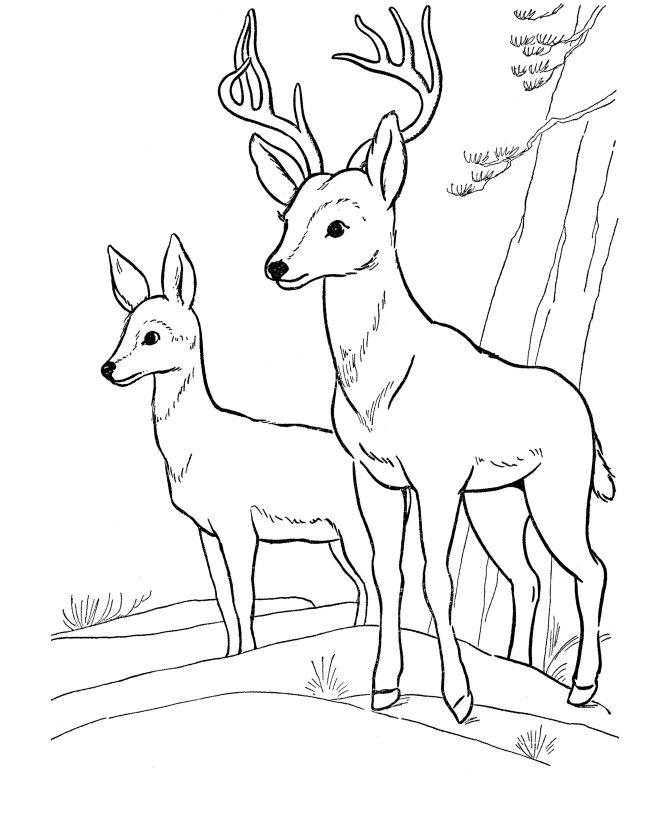 Wild Animal Coloring Pages Deer