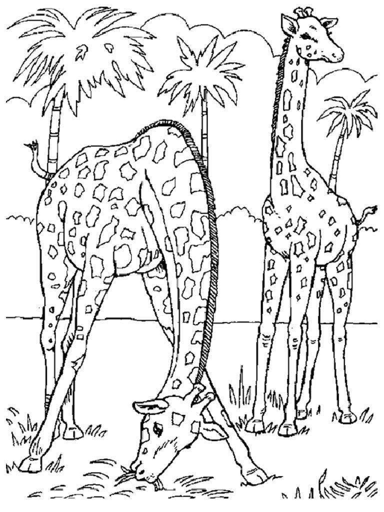 Printable Wild Animal Coloring Pages Printable World Holiday