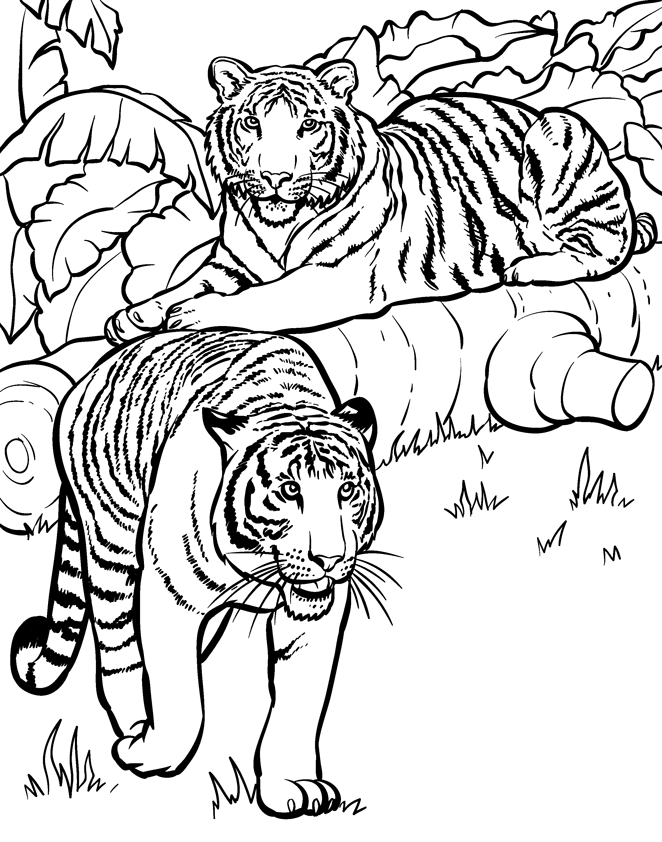Wild Animal Coloring Pages - Best Coloring Pages For Kids