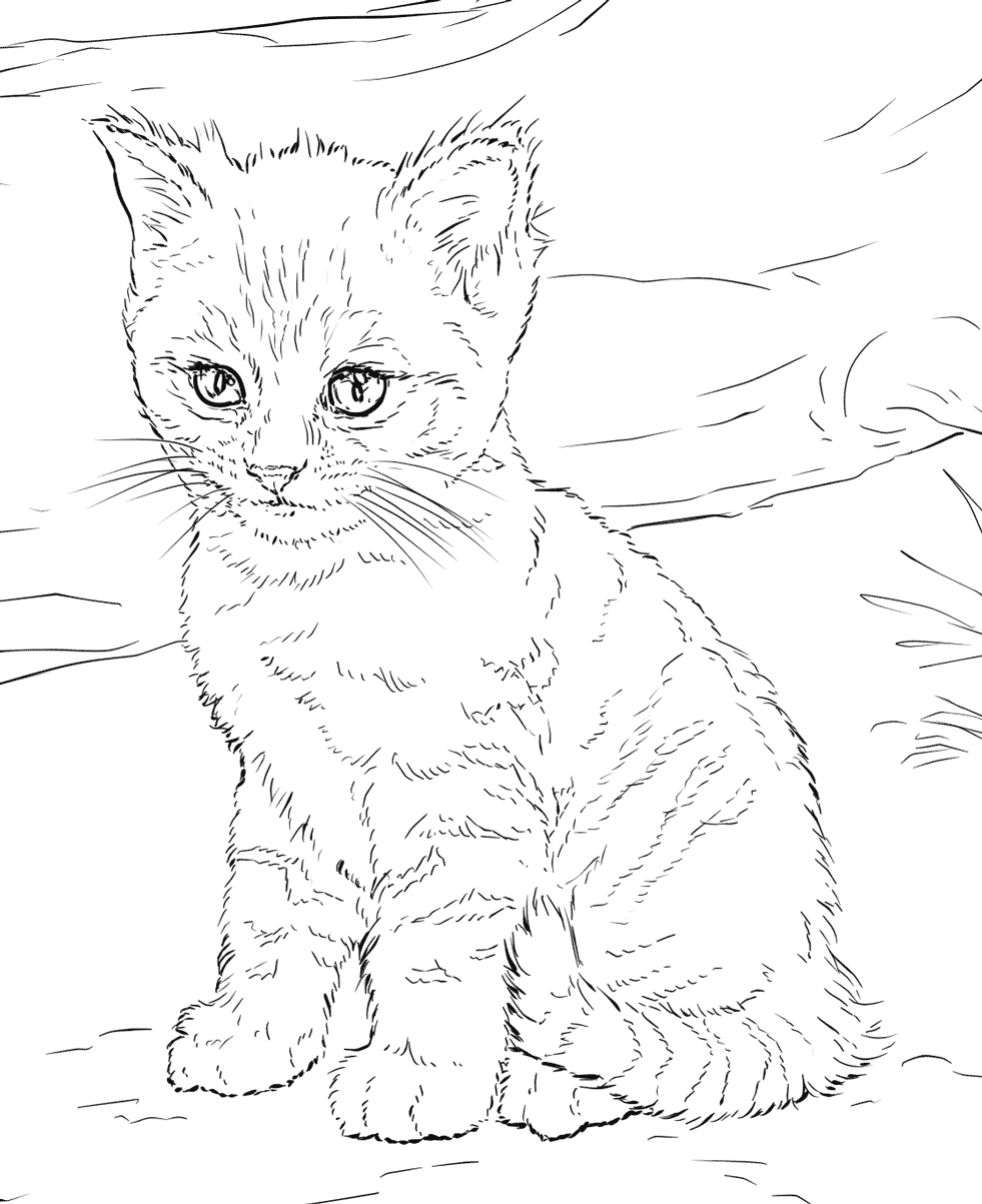 Download Cat Coloring Pages for Adults - Best Coloring Pages For Kids
