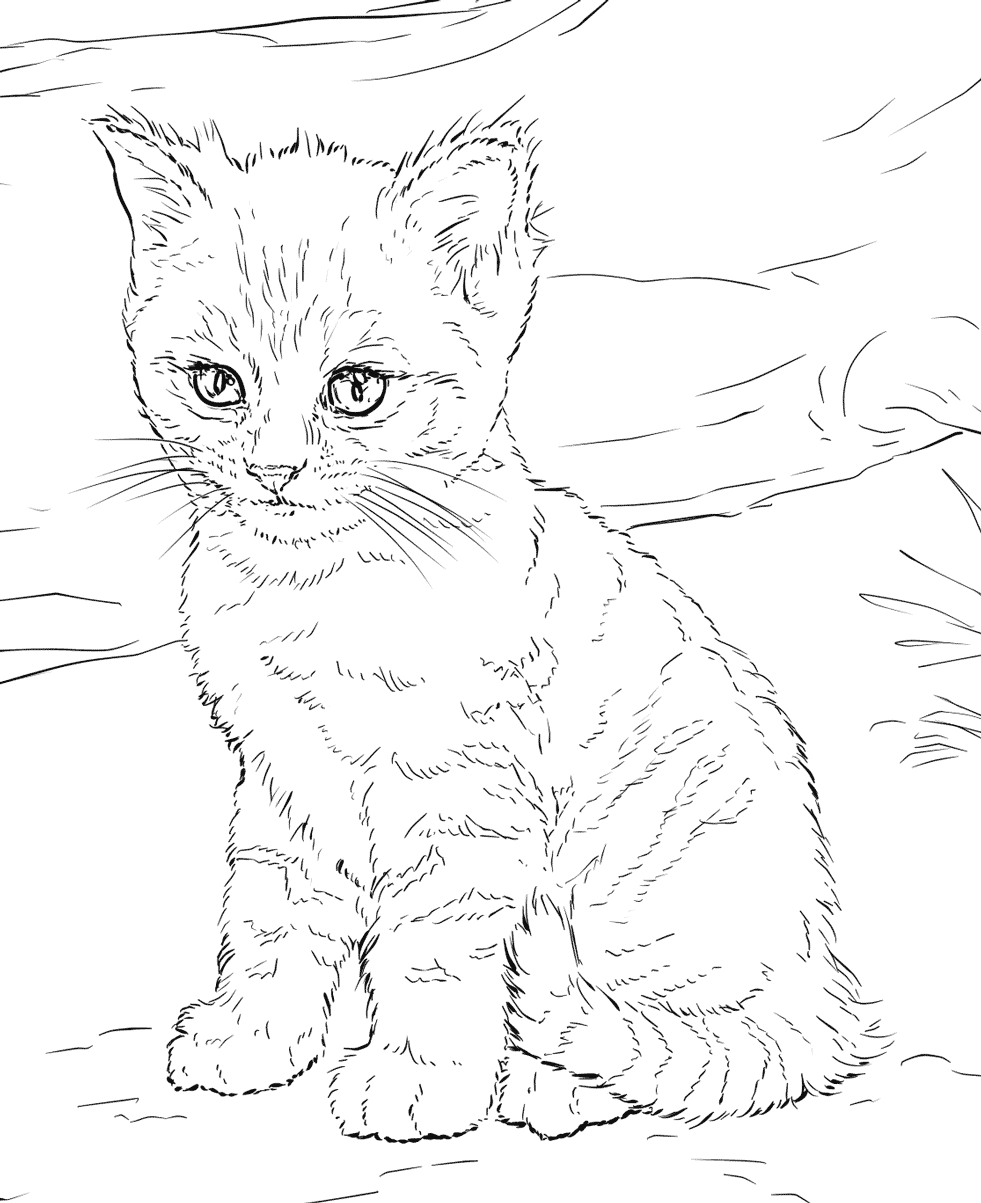 Cat Coloring Pages For Adults Best Coloring Pages For Kids Abstract 