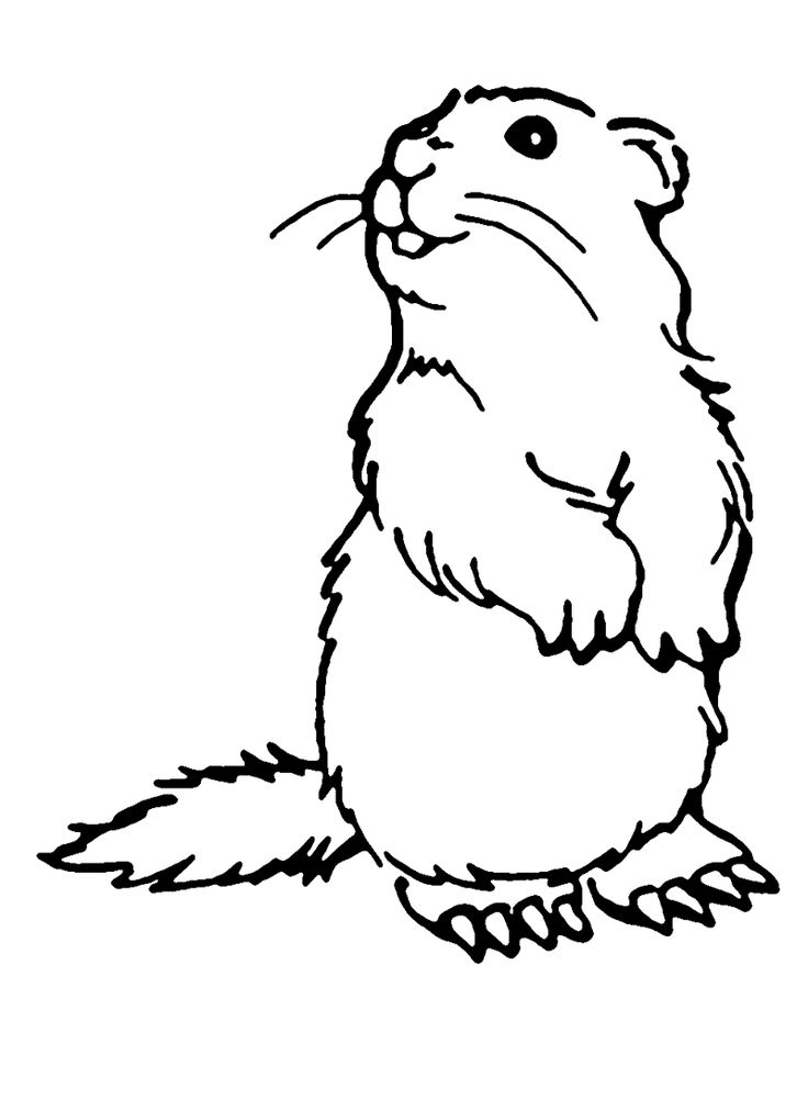 Slashcasual Groundhog Coloring Pages