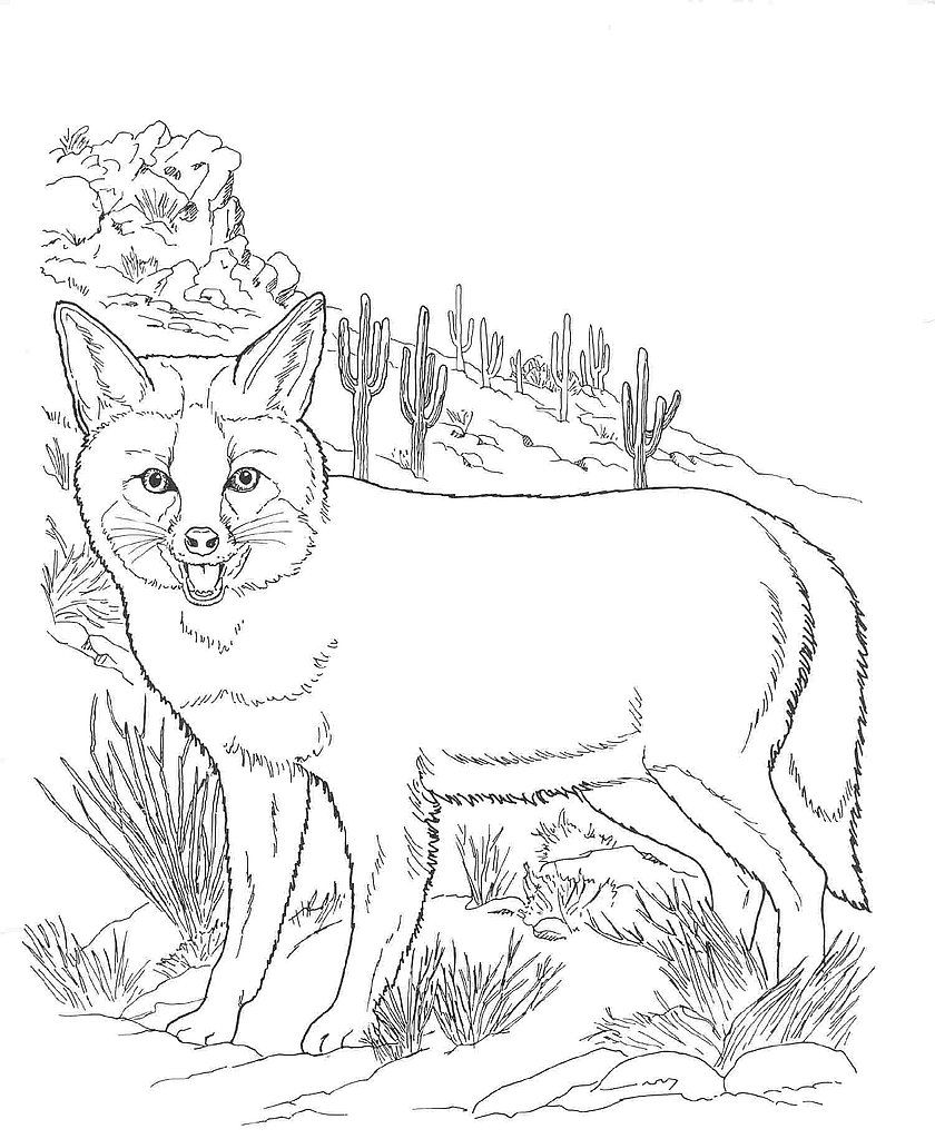 Desert Animal Coloring Pages