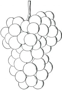 Grapes Coloring Pages - Best Coloring Pages For Kids