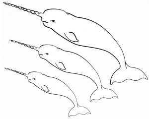 narwhal coloring pages  best coloring pages for kids