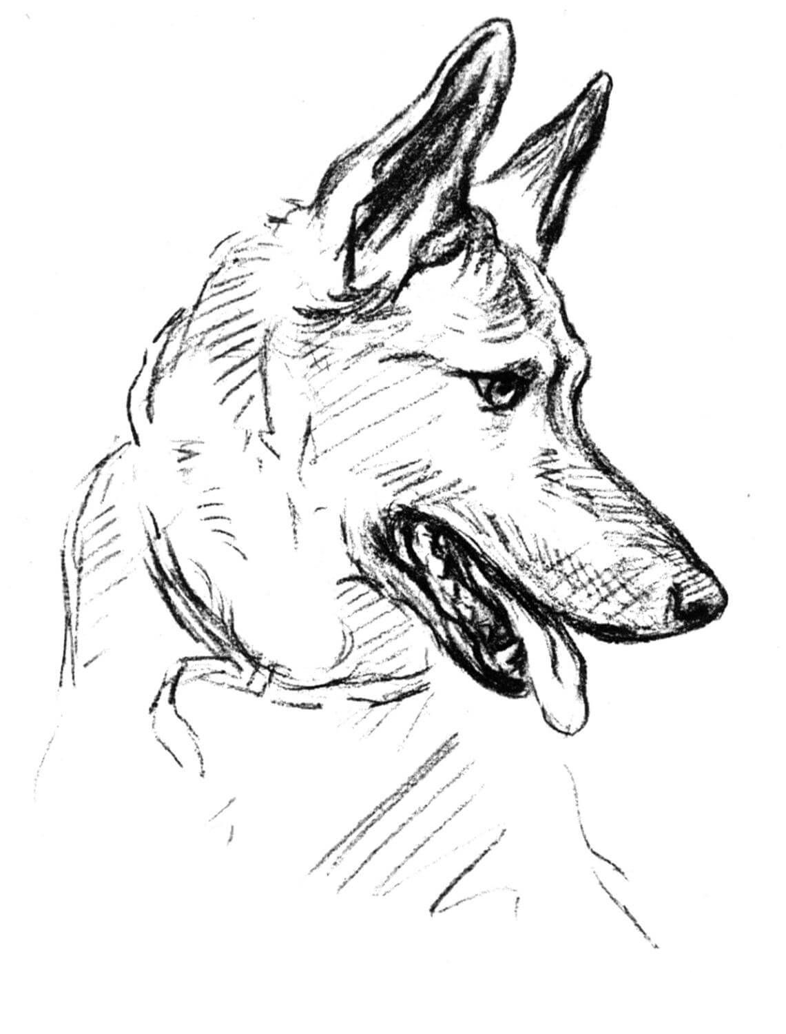 Portrait of a German shepherd puppy. Drawn digitally on Procreate. :  r/Illustration