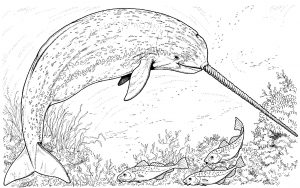 narwhal coloring pages  best coloring pages for kids