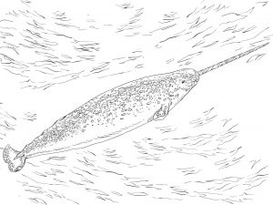 narwhal coloring pages  best coloring pages for kids