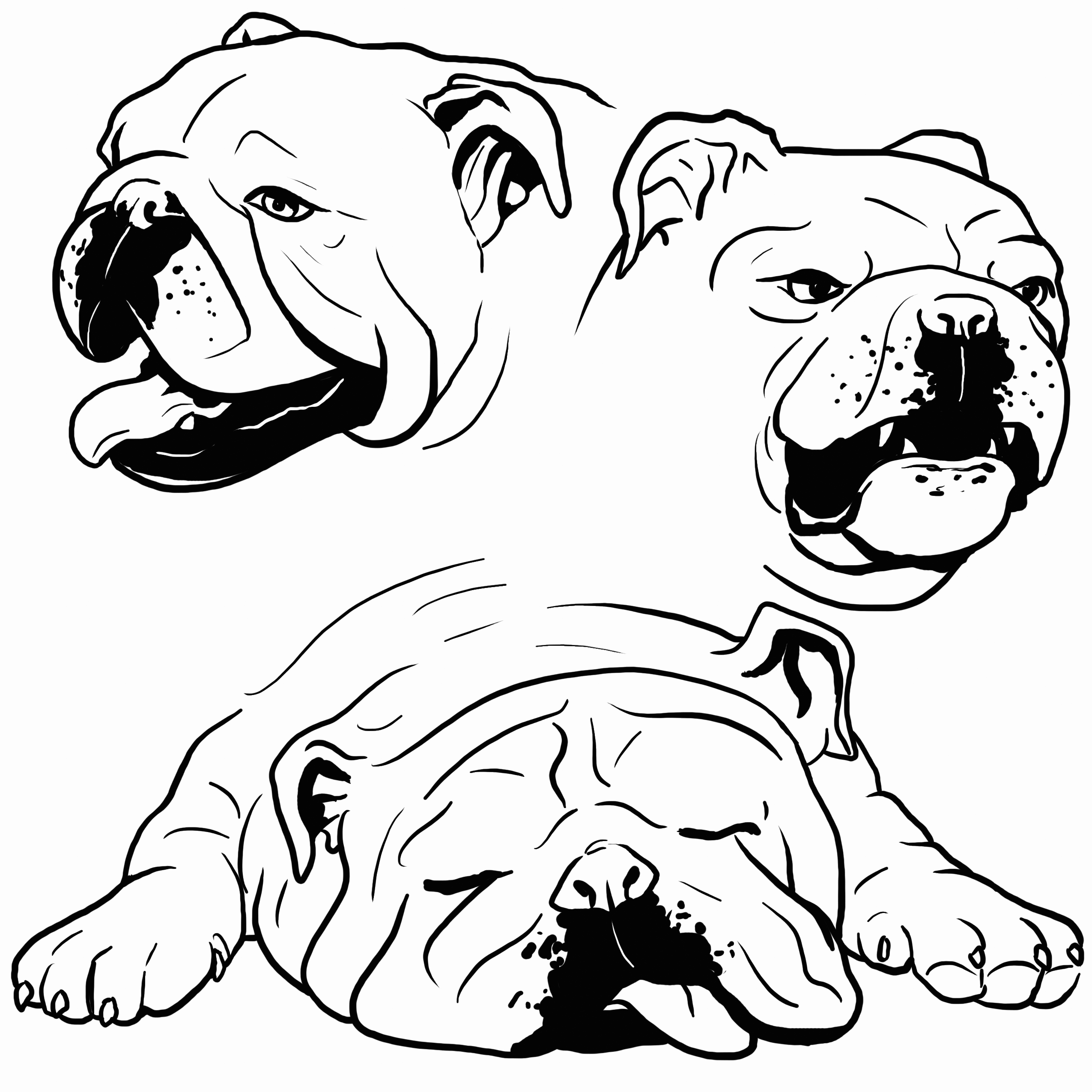 Bulldog Coloring Pages Printable - Printable Word Searches