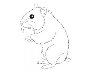 hamster coloring pages  best coloring pages for kids