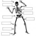 Skeleton - 4th Grade Science Worksheet