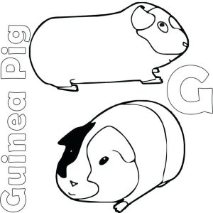 Guinea Pig Coloring Pages - Best Coloring Pages For Kids