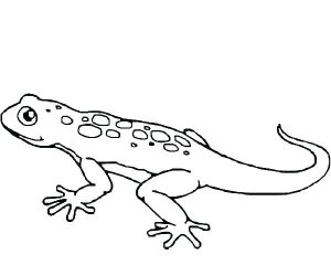 Gecko Coloring Pages - Best Coloring Pages For Kids