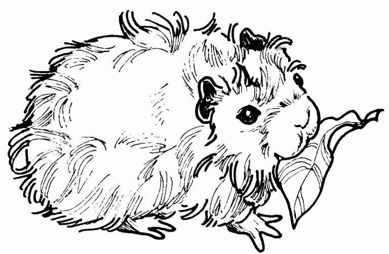 Guinea Pig Coloring Pages - Best Coloring Pages For Kids