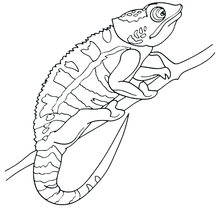 Chameleon Coloring Pages Best Coloring Pages For Kids