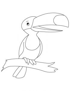 Toucan Coloring Pages - Best Coloring Pages For Kids