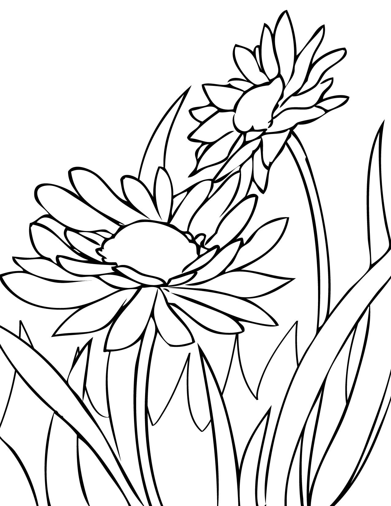 Daisy Coloring Pages - Best Coloring Pages For Kids