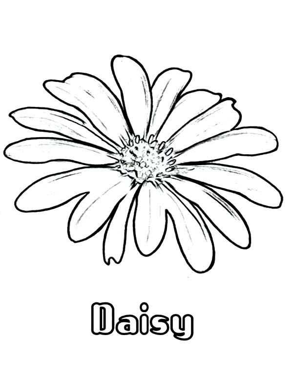 Printable Daisy Coloring Pages - Printable World Holiday