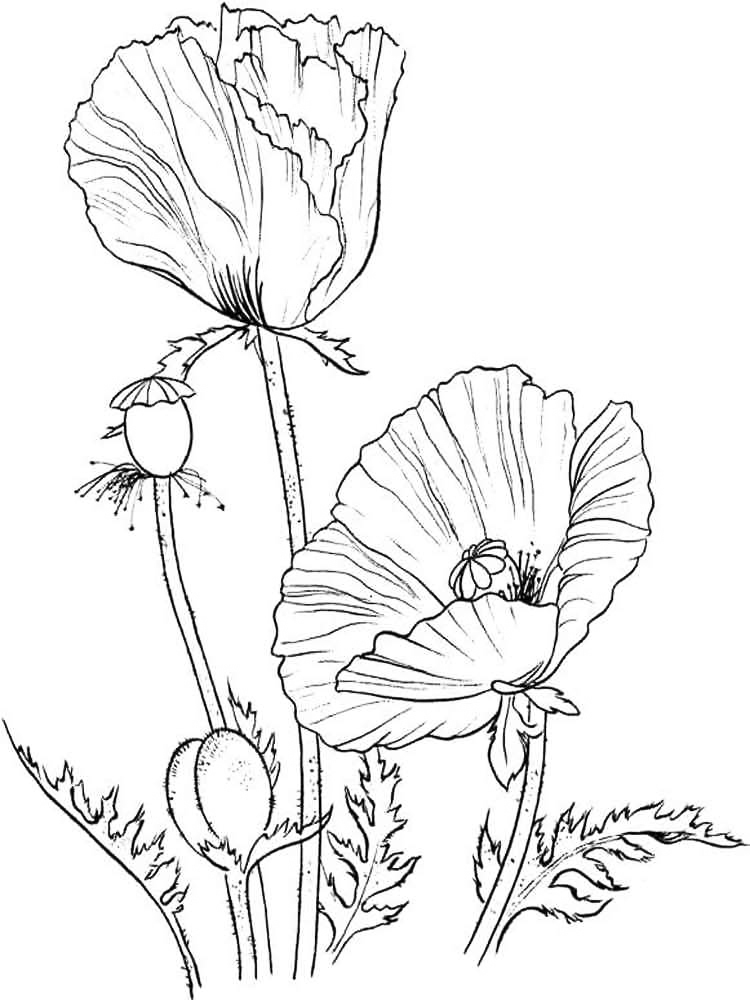 Papaver Poppy Coloring