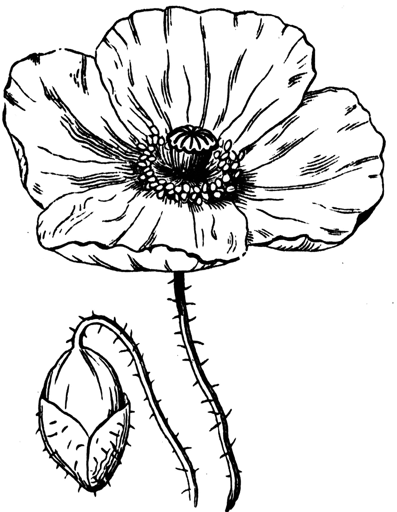 Poppy Flower And Bud Coloring