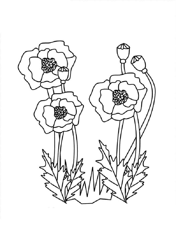 Pretty Poppies Colornig Sheet