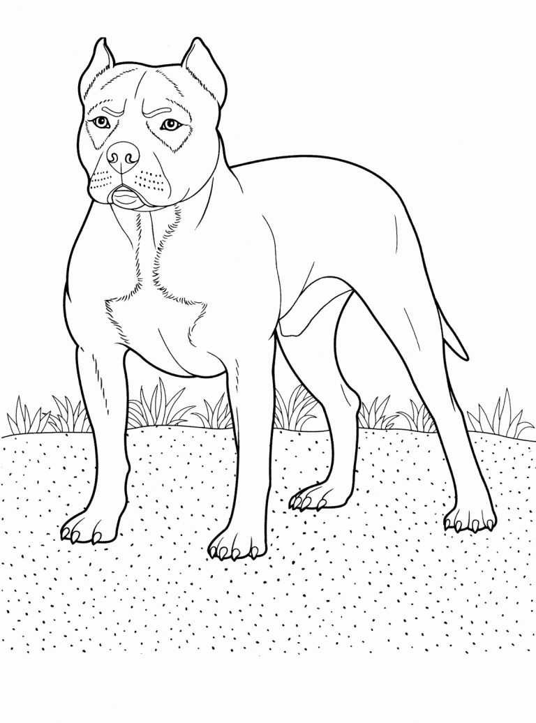 Pitbull Coloring Pages - Best Coloring Pages For Kids