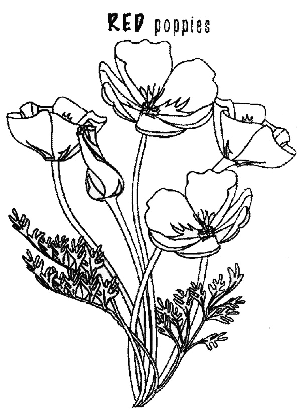 Red Poppies Coloring Page