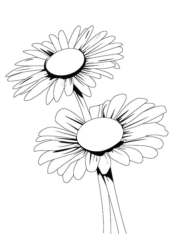 Daisy Flower Coloring Pages Coloring Pages