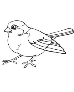 Robin Coloring Pages - Best Coloring Pages For Kids