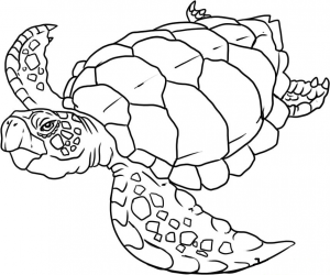 Reptile Coloring Pages - Best Coloring Pages For Kids